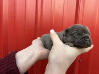 AKC Reese, a female French Bulldog for sale in Bonne Terre, MO – Photo 2 of 8