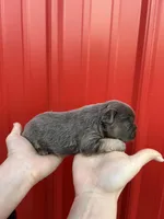 AKC Reese, a female French Bulldog for sale in Bonne Terre, MO – Photo 4 of 8