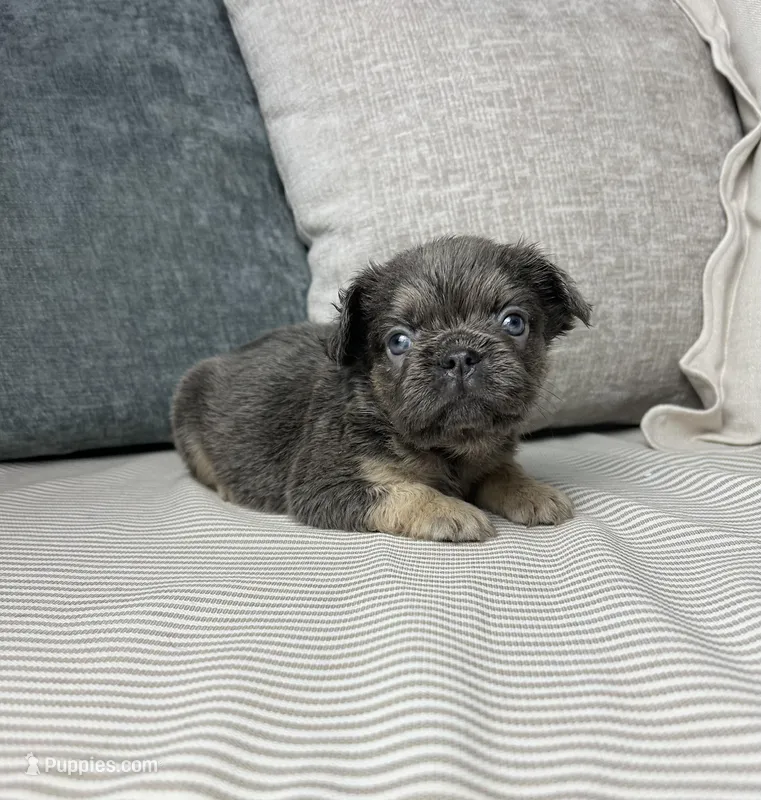 AKC Reese – French Bulldog puppy for sale in Bonne Terre, MO