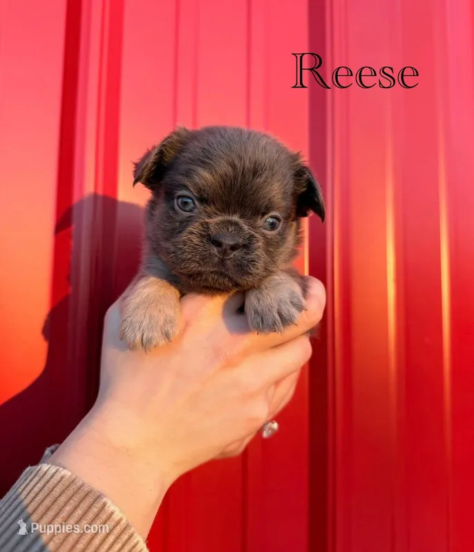 AKC Reese – French Bulldog puppy for sale in Bonne Terre, MO