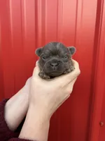 AKC Reese, a female French Bulldog for sale in Bonne Terre, MO – Photo 3 of 8