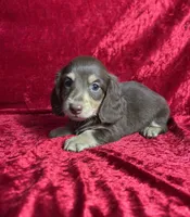 AKC Snickers, a male Miniature Dachshund for sale in Bonne Terre, MO – 2 of 5