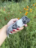 AKC Jolene , a female Miniature Dachshund for sale in Bonne Terre, MO – 7 of 10