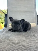 AKC Marlie, a female French Bulldog for sale in Bonne Terre, MO – 3 of 5