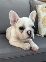 AKC Pearl , a female French Bulldog for sale in Bonne Terre, MO – 2 of 8