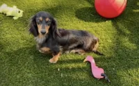 AKC Twix, a male Miniature Dachshund for sale in Bonne Terre, MO – 9 of 10