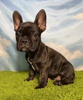 AKC Jada, a female French Bulldog for sale in Bonne Terre, MO – 3 of 9