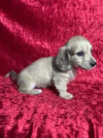 AKC Stetson , a male Miniature Dachshund for sale in Bonne Terre, MO – 4 of 8