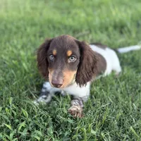 AKC Twix, a male Miniature Dachshund for sale in Bonne Terre, MO – 5 of 10