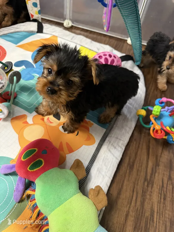 Drew – Yorkshire Terrier puppy for sale in Bonne Terre, MO