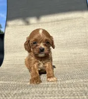 APRI Annie, a female Cavapoo for sale in Bonne Terre, MO – 5 of 7