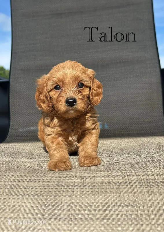 APRI Talon  – Cavapoo puppy for sale in Bonne Terre, MO