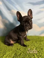 AKC Jada, a female French Bulldog for sale in Bonne Terre, MO – 1 of 9