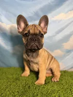 AKC Jagger, a male French Bulldog for sale in Bonne Terre, MO – 4 of 10