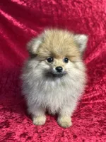 AKC Biscuit , a male Pomeranian for sale in Bonne Terre, MO – 2 of 10