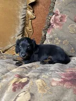 AKC Chloe , a female Miniature Dachshund for sale in Bonne Terre, MO – 6 of 8