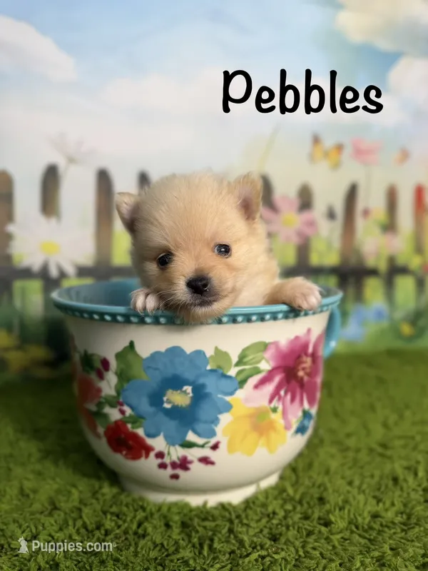AKC Pebbles – Pomeranian puppy for sale in Bonne Terre, MO