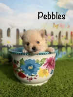 AKC Pebbles, a male Pomeranian for sale in Bonne Terre, MO – 1 of 8
