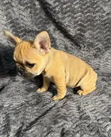 AKC Jolene, a female French Bulldog for sale in Bonne Terre, MO – 4 of 10