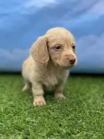 AKC Parker, a male Miniature Dachshund for sale in Bonne Terre, MO – 3 of 10