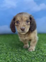 AKC Callie , a female Miniature Dachshund for sale in Bonne Terre, MO – 2 of 10