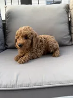 Houston , a male Poodle - Miniature  for sale in Bonne Terre, MO – 4 of 7