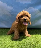 APRI Ace , a male Cavapoo for sale in Bonne Terre, MO – 2 of 10