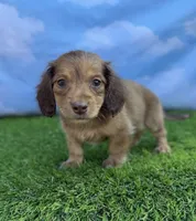 AKC Callie , a female Miniature Dachshund for sale in Bonne Terre, MO – 7 of 10