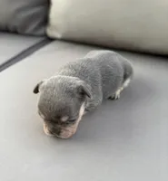 AKC Dally, a female French Bulldog for sale in Bonne Terre, MO – 5 of 9