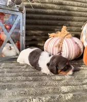 AKC Bailey, a female Miniature Dachshund for sale in Bonne Terre, MO – 4 of 7