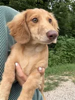 AKC Rowdy , a male Miniature Dachshund for sale in Bonne Terre, MO – 3 of 10