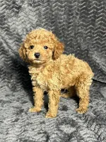 AKC Archie, a male Poodle - Toy  for sale in Bonne Terre, MO – Photo 6 of 6
