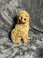 AKC Archie, a male Poodle - Toy  for sale in Bonne Terre, MO – Photo 5 of 6