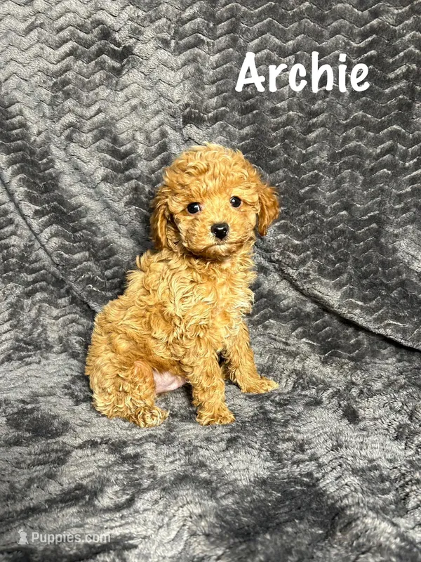 AKC Archie, a male Poodle - Toy  for sale in Bonne Terre, MO – Photo 1 of 6