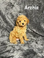 AKC Archie, a male Poodle - Toy  for sale in Bonne Terre, MO – Photo 1 of 6