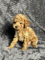 AKC Archie, a male Poodle - Toy  for sale in Bonne Terre, MO – Photo 2 of 6