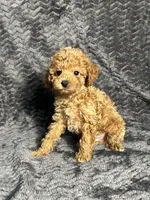 AKC Archie, a male Poodle - Toy  for sale in Bonne Terre, MO – Photo 4 of 6