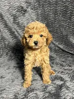 AKC Archie, a male Poodle - Toy  for sale in Bonne Terre, MO – Photo 3 of 6