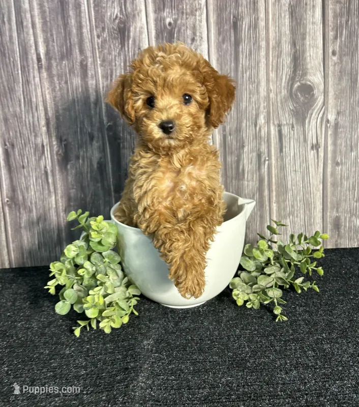 AKC Archie – Poodle - Toy  puppy for sale in Bonne Terre, MO