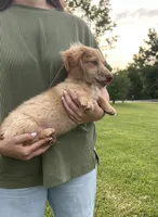 AKC Rowdy , a male Miniature Dachshund for sale in Bonne Terre, MO – 3 of 8