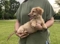 AKC Rowdy , a male Miniature Dachshund for sale in Bonne Terre, MO – 2 of 8