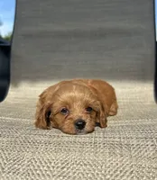 APRI Tessa , a female Cavapoo for sale in Bonne Terre, MO – 5 of 10