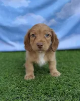 AKC Conway, a male Miniature Dachshund for sale in Bonne Terre, MO – 8 of 10