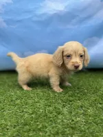 AKC Parker, a male Miniature Dachshund for sale in Bonne Terre, MO – 8 of 10