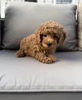 Hazel, a female Poodle - Miniature  for sale in Bonne Terre, MO – 7 of 8