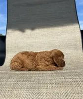 APRI Asher, a male Cavapoo for sale in Bonne Terre, MO – 2 of 6