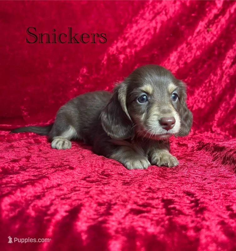AKC Snickers – Miniature Dachshund puppy for sale in Bonne Terre, MO