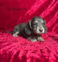 AKC Snickers, a male Miniature Dachshund for sale in Bonne Terre, MO – 1 of 5