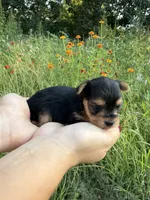 Dottie, a female Yorkshire Terrier for sale in Bonne Terre, MO – 7 of 8