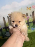 AKC Pebbles, a male Pomeranian for sale in Bonne Terre, MO – 5 of 8